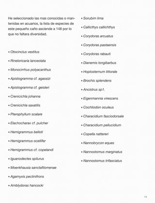 He seleccionado las mas conocidas o man-
tenidas en acuarios, la lista de especies de
este pequeño caño asciende a 148 por lo
que no faltara diversidad.
• Otocinclus vestitus
• Rineloricaria lanceolata
• Monocirrhus polyacanthus
• Apistogramma cf. agassizi
• Apistogramma cf. geisleri
• Crenicichla johanna
• Crenicichla saxatilis
• Pterophyllum scalare
• Elachocharax cf. pulcher
• Hemigrammus belloti
• Hemigrammus ocellifer
• Hemigrammus cf. copelandi
• Iguanodectes spilurus
• Moenkhausia sanctaﬁlomenae
• Agamyxis pectinifrons
• Amblydoras hancocki
• Sorubim lima
• Callicthys callichthys
• Corydoras arcuatus
• Corydoras pastaensis
• Corydoras rabauti
• Dianemis longibarbus
• Hoplosternum littorale
• Brochis splendens
• Ancistrus sp1.
• Eigenmannia virescens
• Cochliodon oculeus
• Characidium fasciodorsale
• Characidium pellucidium
• Copella nattereri
• Nannobrycon eques
• Nannostomus marginatus
• Nannostomus trifasciatus
14
 