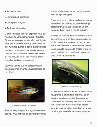• Pyrrhulina laeta
• Hemiodopsis microlepis
• Carnegiella strigata
• Axelrodia stigmatias
Como se puede ver, hay especies muy co-
nocidas, de variados tamaños y hábitos.
Obviamente no podremos introducir todas
ellas por lo que deberemos seleccionarlas
por nuestros gustos o por la disponibilidad
de ellas. No tenemos que olvidar que es
nuestra responsabilidad elegir bien las es-
pecies previamente a la compra y proveer-
le de los cuidados necesarios.
Vamos a ver las que he seleccionado y
que convivirán creando una armoniosa co-
munidad.
A. agassizii - akvaryumist.com
Aunque el Apistogramma agassizii es una
especie muy habitual en comercios y acua-
rios de aﬁcionados, no es común mante-
nerlo en aguas negras.
Suele ser mas un habitante de acuarios co-
munitarios. En nuestro acuario de ejemplo
deslumbrara con sus colores en un am-
biente umbrío y será el rey del acuario.
Alcanza un tamaño de 9 cm el macho, que-
dando la hembra en 6 cm aproximadamen-
te. Es preferible mantener un macho con
dos o tres hembras y ofrecerle una alimen-
tación variada incluyendo presas vivas. En
esas condiciones no será raro que se re-
produzcan habitualmente.
O. vestitus - aquarium4u.gr
El Otocinclus vestitus es de pequeño tama-
ño, apenas 3 cm de talla máxima. Se en-
cuentra ampliamente distribuida por la
cuenca del Amazonas y del Paraná. Cada
vez es mas habitual verlo en los comer-
cios. Es recomendable introducir un grupo
de ellos, ya que en la naturaleza viven en
15
 