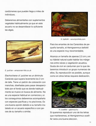 cardúmenes que pueden llega a miles de
individuos.
Deberemos alimentarles con suplementos
vegetales habitualmente ya que en este
acuario no se desarrollaran lo suﬁciente
las algas.
E. pulcher - amazonian-ﬁsh.co.uk
Elachocharax cf. pulcher es un diminuto
Carácido que supera levemente los 2 cm
de talla. Tiene un patrón de coloración con
manchas, diseñadas para pasar desaperci-
bido por el fondo que es donde habitual-
mente se mueve en busca de alimento. No
es una especie habitual en comercios y si
los conseguimos deberemos acompañarlo
con especies paciﬁcas y no piscívoras. Es
una buena opción debido a su tamaño ins-
talado en un acuario especiﬁco o con pe-
ces de su tamaño o similar.
H. bellottii - veruinjcichlids.com
Para los amantes de los Caracidos de pe-
queño tamaño, el Hemigrammus bellottii
es una especie muy recomendable.
Alcanza un tamaño de apenas 2.5 cm y en
su hábitat natural suele habitar los márge-
nes entre raíces o vegetación acuatica.
Gusta de vivir en cardumen por lo que de-
beremos introducir un grupo numeroso de
ellos. Su reproducción es posible, aunque
como en otros tetras requiere dedicación.
Si queremos reproducir uno de los tetras
que mantenemos, el Hemigrammus ocelli-
fer seria una buena eleccion.
16
H. ocellifer - gabrinus.hu
 