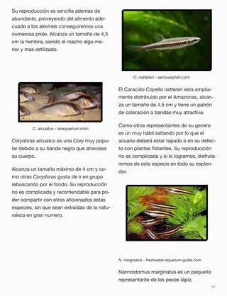 Su reproducción es sencilla ademas de
abundante, proveyendo del alimento ade-
cuado a los alevines conseguiremos una
numerosa prole. Alcanza un tamaño de 4.5
cm la hembra, siendo el macho algo me-
nor y mas estilizado.
C. arcuatus - israquarium.com
Corydoras arcuatus es una Cory muy popu-
lar debido a su banda negra que atraviesa
su cuerpo.
Alcanza un tamaño máximo de 4 cm y co-
mo otras Corydoras gusta de ir en grupo
rebuscando por el fondo. Su reproducción
no es complicada y recomendable para po-
der compartir con otros aﬁcionados estas
especies, sin que sean extraídas de la natu-
raleza en gran numero.
C. nattereri - seriouslyﬁsh.com
El Caracido Copella nattereri esta amplia-
mente distribuido por el Amazonas, alcan-
za un tamaño de 4.5 cm y tiene un patrón
de coloración a bandas muy atractivo.
Como otros representantes de su genero
es un muy hábil saltando por lo que el
acuario deberá estar tapado o en su defec-
to con plantas ﬂotantes. Su reproducción
no es complicada y si lo logramos, disfruta-
remos de esta especie en todo su esplen-
dor.
N. marginatus - freshwater-aquarium-guide.com
Nannostomus marginatus es un pequeño
representante de los peces lápiz.
17
 