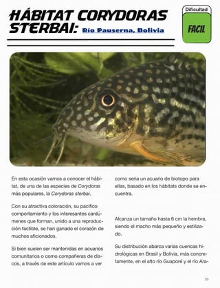 Hábitat Corydoras
sterbai:
En esta ocasión vamos a conocer el hábi-
tat, de una de las especies de Corydoras
más populares, la Corydoras sterbai.
Con su atractiva coloración, su pacíﬁco
comportamiento y los interesantes cardú-
menes que forman, unido a una reproduc-
ción factible, se han ganado el corazón de
muchos aﬁcionados.
Si bien suelen ser mantenidas en acuarios
comunitarios o como compañeras de dis-
cos, a través de este artículo vamos a ver
como seria un acuario de biotopo para
ellas, basado en los hábitats donde se en-
cuentra.
Alcanza un tamaño hasta 6 cm la hembra,
siendo el macho más pequeño y estiliza-
do.
Su distribución abarca varias cuencas hi-
drológicas en Brasil y Bolivia, más concre-
tamente, en el alto río Guaporé y el río Ara-
20
Río Pauserna, Bolivia FACIL
Diﬁcultad
 