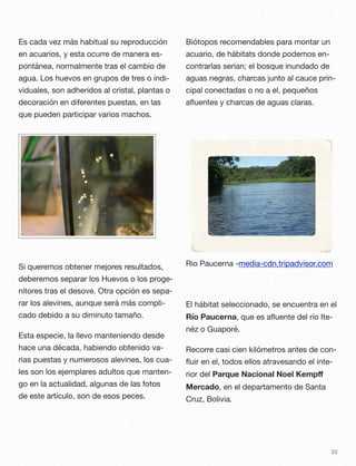 Es cada vez más habitual su reproducción
en acuarios, y esta ocurre de manera es-
pontánea, normalmente tras el cambio de
agua. Los huevos en grupos de tres o indi-
viduales, son adheridos al cristal, plantas o
decoración en diferentes puestas, en las
que pueden participar varios machos.
Si queremos obtener mejores resultados,
deberemos separar los Huevos o los proge-
nitores tras el desove. Otra opción es sepa-
rar los alevines, aunque será más compli-
cado debido a su diminuto tamaño.
Esta especie, la llevo manteniendo desde
hace una década, habiendo obtenido va-
rias puestas y numerosos alevines, los cua-
les son los ejemplares adultos que manten-
go en la actualidad, algunas de las fotos
de este artículo, son de esos peces.
Biótopos recomendables para montar un
acuario, de hábitats donde podemos en-
contrarlas serian; el bosque inundado de
aguas negras, charcas junto al cauce prin-
cipal conectadas o no a el, pequeños
aﬂuentes y charcas de aguas claras.
Rio Paucerna -media-cdn.tripadvisor.com 
El hábitat seleccionado, se encuentra en el
Río Paucerna, que es aﬂuente del río Ite-
néz o Guaporé.
Recorre casi cien kilómetros antes de con-
ﬂuir en el, todos ellos atravesando el inte-
rior del Parque Nacional Noel Kempﬀ
Mercado, en el departamento de Santa
Cruz, Bolivia.
22
 