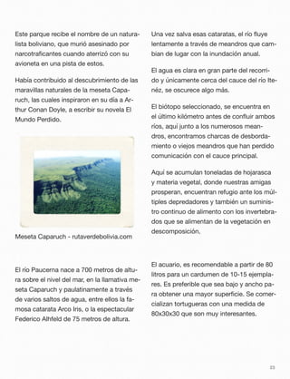 Este parque recibe el nombre de un natura-
lista boliviano, que murió asesinado por
narcotraﬁcantes cuando aterrizó con su
avioneta en una pista de estos.
Había contribuido al descubrimiento de las
maravillas naturales de la meseta Capa-
ruch, las cuales inspiraron en su día a Ar-
thur Conan Doyle, a escribir su novela El
Mundo Perdido.
Meseta Caparuch - rutaverdebolivia.com
El río Paucerna nace a 700 metros de altu-
ra sobre el nivel del mar, en la llamativa me-
seta Caparuch y paulatinamente a través
de varios saltos de agua, entre ellos la fa-
mosa catarata Arco Iris, o la espectacular
Federico Alhfeld de 75 metros de altura.
Una vez salva esas cataratas, el río ﬂuye
lentamente a través de meandros que cam-
bian de lugar con la inundación anual.
El agua es clara en gran parte del recorri-
do y únicamente cerca del cauce del río Ite-
néz, se oscurece algo más.
El biótopo seleccionado, se encuentra en
el último kilómetro antes de conﬂuir ambos
ríos, aquí junto a los numerosos mean-
dros, encontramos charcas de desborda-
miento o viejos meandros que han perdido
comunicación con el cauce principal.
Aquí se acumulan toneladas de hojarasca
y materia vegetal, donde nuestras amigas
prosperan, encuentran refugio ante los múl-
tiples depredadores y también un suminis-
tro continuo de alimento con los invertebra-
dos que se alimentan de la vegetación en
descomposición.
El acuario, es recomendable a partir de 80
litros para un cardumen de 10-15 ejempla-
res. Es preferible que sea bajo y ancho pa-
ra obtener una mayor superﬁcie. Se comer-
cializan tortugueras con una medida de
80x30x30 que son muy interesantes.
23
 