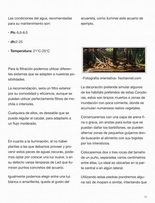 Las condiciones del agua, recomendadas
para su mantenimiento son:
• Ph: 6.0-8.0
• dh:2-25
• Temperatura: 21°C-25°C
Para la ﬁltración podemos utilizar diferen-
tes sistemas que se adapten a nuestras po-
sibilidades.
La recomendación, seria un ﬁltro exterior
por su comodidad y eﬁciencia, aunque se
pueden utilizar perfectamente ﬁltros de mo-
chila o interiores.
Cualquiera de ellos, es deseable que se
pueda regular el caudal, para adaptarlo a
un ﬂujo moderado.
En cuanto a la iluminación, al no haber
plantas a las que debamos proveer y pro-
venir estos peces de aguas oscuras, pode-
mos optar por colocar una luz suave, o en
su defecto varias lámparas de Led que ilu-
minen puntos concretos del acuario.
Igualmente podemos elegir entre una luz
blanca o amarillenta, queda al gusto del
acuarista, como iluminar este acuario de
ejemplo.
-Fotograﬁa orientativa- ﬁschannel.com 
La decoración pretende simular algunos
de los hábitats preferidos de estas Corydo-
ras, estos son brazos muertos o zonas de
inundación con poca corriente, donde se
acumulan numerosos restos vegetales.
Comenzaremos con una capa de arena ﬁ-
na o grava, sin aristas para evitar que se
puedan dañar los barbillones, se pueden
alternar zonas de pequeños guijarros don-
de buscarán el alimento con sus bigotes
por los intersticios.
Colocaremos dos o tres rocas del tamaño
de un puño, separadas varios centímetros
entre ellas. Lo ideal es ubicarlas en la par-
te central o en algún lateral.
Utilizando estas piedras pondremos algu-
na raíz de mopani o similar, intentando que
24
 