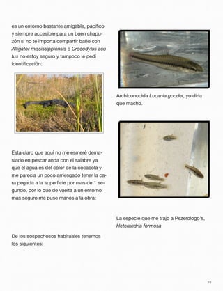 es un entorno bastante amigable, paciﬁco
y siempre accesible para un buen chapu-
zón si no te importa compartir baño con
Alligator mississippiensis o Crocodylus acu-
tus no estoy seguro y tampoco le pedí
identiﬁcación:
Esta claro que aquí no me esmeré dema-
siado en pescar anda con el salabre ya
que el agua es del color de la cocacola y
me parecía un poco arriesgado tener la ca-
ra pegada a la superﬁcie por mas de 1 se-
gundo, por lo que de vuelta a un entorno
mas seguro me puse manos a la obra:
De los sospechosos habituales tenemos
los siguientes:
Archiconocida Lucania goodei, yo diria
que macho.
La especie que me trajo a Pezerologo's,
Heterandria formosa
33
 