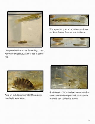 Uno pre-clasiﬁcado por Pezerologo como
Fundulus chrysotus, a ver si nos lo conﬁr-
ma
Aqui un cíclido aun por identiﬁcar, pero
que huele a convicto
Y la joya mas grande de esta expedicion
un Sand Darter, Etheostoma fusiforme
Aqui un poco de enjambre que retuve du-
rante unos minutos para la foto donde la
mayoría son Gambusia aﬁnnis
34
 