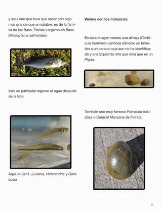y aqui uno que tuve que sacar con algo
mas grande que un salabre, es de la fami-
lia de los Bass, Florida Largemouth Bass
(Micropterus salmoides).
este en particular regreso al agua después
de la foto.
Aqui un 3en1, Lucania, Heterandria y Gam-
busia
Vamos con los moluscos:
En esta imagen vemos una almeja (Corbi-
cula ﬂuminea) cariñosa dándole un lame-
tón a un caracol que aun no he identiﬁca-
do y a la izquierda otro que diría que es un
Physa.
También uno muy famoso Pomacea palu-
dosa o Caracol Manzana de Florida:
35
 