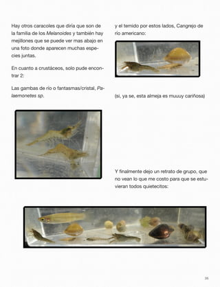 Hay otros caracoles que diría que son de
la familia de los Melanoides y también hay
mejillones que se puede ver mas abajo en
una foto donde aparecen muchas espe-
cies juntas.
En cuanto a crustáceos, solo pude encon-
trar 2:
Las gambas de río o fantasmas/cristal, Pa-
laemonetes sp.
y el temido por estos lados, Cangrejo de
río americano:
(si, ya se, esta almeja es muuuy cariñosa)
Y ﬁnalmente dejo un retrato de grupo, que
no vean lo que me costo para que se estu-
vieran todos quietecitos:
36
 