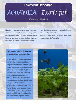 38
Entrevista/Reportaje
AQUAVILLA Exotic ﬁsh
Vallecas, Madrid
Nuestra primera entrevista se la vamos a
realizar a una tienda nueva, no muy gran-
de, pero que sin duda nada más verla me
llamó la atención su pulcritud, no es gran-
de como he dicho, pero nos encontra-
mos de todo lo necesario para el aﬁciona-
do de cualquier nivel.
Vamos a conocer un poco más a Vanesa,
responsable de Aquavilla.
Cuéntanos quién eres y como
empezaste en la acuarioﬁlia.
Pues me llamo Vanesa (Akela en
los foros) y empecé desde muy
pequeña, me rompí un brazo y mi
padre me regaló un acuario de 30
litros, en el que como muchos
empezamos la aﬁción, tenia de
todo mezclado, guppys, neo-
nes…., desde ese momento mi
hermana se entusiasmó más que
yo, que lo dejé durante unos
años, a los 15 años lo volví a reto-
mar y desde entonces continúo
con la aﬁción, estudié ingeniería
y desde 2008 llevo metida en fo-
ros y he criado algunos peces.
 