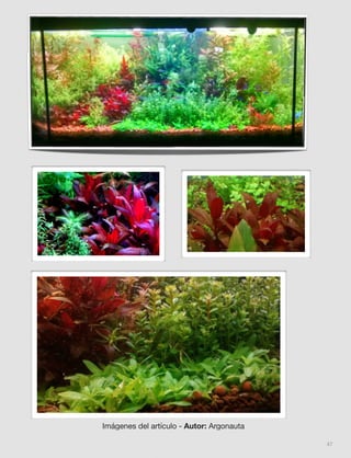 47
Imágenes del artículo - Autor: Argonauta
 