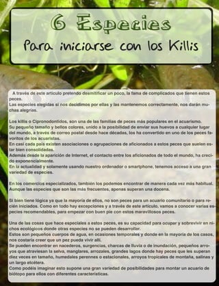 6 Especies
Para iniciarse con los Killis
A través de este artículo pretendo desmitiﬁcar un poco, la fama de complicados que tienen estos
peces.
Las especies elegidas si nos decidimos por ellas y las mantenemos correctamente, nos darán mu-
chas alegrías.
Los killis o Cipronodontidos, son una de las familias de peces más populares en el acuarismo.
Su pequeño tamaño y bellos colores, unido a la posibilidad de enviar sus huevos a cualquier lugar
del mundo, a través de correo postal desde hace décadas, los ha convertido en uno de los peces fa-
voritos de los acuaristas.
En casi cada país existen asociaciones o agrupaciones de aﬁcionados a estos peces que suelen es-
tar bien consolidadas.
Además desde la aparición de Internet, el contacto entre los aﬁcionados de todo el mundo, ha creci-
do exponencialmente.
En la actualidad y solamente usando nuestro ordenador o smartphone, tenemos acceso a una gran
variedad de especies.
En los comercios especializados, también los podemos encontrar de manera cada vez más habitual.
Aunque las especies que son las más frecuentes, apenas superan una docena.
Si bien tiene lógica ya que la mayoría de ellos, no son peces para un acuario comunitario o para re-
cién iniciados. Como en todo hay excepciones y a través de este artículo, vamos a conocer varias es-
pecies recomendables, para empezar con buen pie con estos maravillosos peces.
Una de las cosas que hace especiales a estos peces, es su capacidad para ocupar y sobrevivir en ni-
chos ecológicos donde otras especies no se pueden desarrollar.
Estos son pequeños cuerpos de agua, en ocasiones temporales y donde en la mayoría de los casos,
nos costaría creer que un pez pueda vivir allí.
Se pueden encontrar en nacederos, surgencias, charcas de lluvia o de inundación, pequeños arro-
yos que atraviesan la selva, manglares, arrozales, grandes lagos donde hay peces que les superan
diez veces en tamaño, humedales perennes o estacionales, arroyos tropicales de montaña, salinas y
un largo etcétera.
Como podéis imaginar esto supone una gran variedad de posibilidades para montar un acuario de
biótopo para ellos con diferentes características.
 