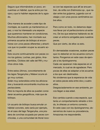 4
Seguro que informándote un poco, en-
cuentras un hábitat, que te entre por los
ojos y que lo habiten especies de tu agra-
do.
Otra manera de acceder a este tipo de
montajes, es cuando ya mantenemos un
pez, o nos ha interesado una especie
que queremos mantener en condiciones.
Muchos aﬁcionados, han montado sus
primeros acuarios de biótopo al encon-
trarse con unos peces diferentes y atracti-
vos que no pueden ocupar su acuario ac-
tual.
Esto ocurre continuamente con peces co-
mo los gobios, Lochas, pez globo, Ana-
bantidos, Cíclidos del valle del Rift y mu-
chos otros más.
Entre estos últimos, concretamente de
los lagos Tanganyika y Malawi ocurre al-
go muy curioso.
Están muy extendidos entre los aﬁciona-
dos y buscando encontraréis muchos es-
pectaculares.
Pero la mayoría de ellos se pueden consi-
derar acuarios geográﬁcos, más que de
biótopo.
Un acuario de biótopo busca emular un
hábitat concreto, esto sería por ejemplo,
en el caso del lago Tanganyika, una pra-
dera de conchas ocupada por peces con-
chicolas, o una comunidad de litoral roco-
so con las especies que allí se encuen-
tren, de orilla con Eretmodus sp., que na-
dan entre los guijarros, jugando con el
oleaje y con unos pocos centímetros so-
bre ellos.
Pero como en todo, no debemos dejar-
nos llevar por el perfeccionismo al extre-
mo. De los que estamos hablando es de
crear un entorno amigable para nuestros
peces.
Que por cierto, de ellos va esto.
En demasiadas ocasiones, acaban peces
que no deberían en los acuarios comuni-
tarios. Pongamos en este caso de ejem-
plo a los Apistogramma.
Cada vez aparecen más especies en el
mercado, lo cual es de agradecer. Pero
pocas de ellas se adaptan a los acuarios
a los que van destinados.
No olvidemos que la esperanza de vida
en estos peces esta entre dos y cuatro
años.
Desgraciadamente en ese ambiente, po-
cos llegan a esa edad.
Eso cambia cuando a esa especie, que
tenía un comportamiento retraído o tími-
do, le ofreces un entorno correcto.
En este caso con los Apistogramma, ob-
servemos de nuevo su procedencia.
Amazonas me responderéis.
 