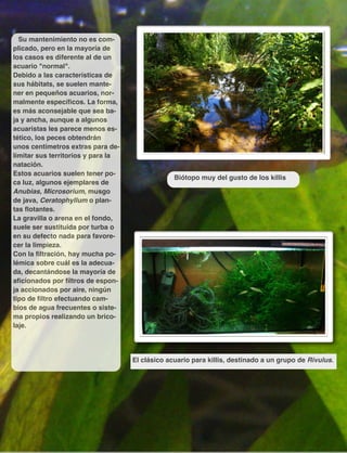 Su mantenimiento no es com-
plicado, pero en la mayoría de
los casos es diferente al de un
acuario "normal".
Debido a las características de
sus hábitats, se suelen mante-
ner en pequeños acuarios, nor-
malmente especíﬁcos. La forma,
es más aconsejable que sea ba-
ja y ancha, aunque a algunos
acuaristas les parece menos es-
tético, los peces obtendrán
unos centímetros extras para de-
limitar sus territorios y para la
natación.
Estos acuarios suelen tener po-
ca luz, algunos ejemplares de
Anubias, Microsorium, musgo
de java, Ceratophyllum o plan-
tas ﬂotantes.
La gravilla o arena en el fondo,
suele ser sustituida por turba o
en su defecto nada para favore-
cer la limpieza.
Con la ﬁltración, hay mucha po-
lémica sobre cuál es la adecua-
da, decantándose la mayoría de
aﬁcionados por ﬁltros de espon-
ja accionados por aire, ningún
tipo de ﬁltro efectuando cam-
bios de agua frecuentes o siste-
ma propios realizando un brico-
laje.
El clásico acuario para killis, destinado a un grupo de Rivulus.
Biótopo muy del gusto de los killis
 