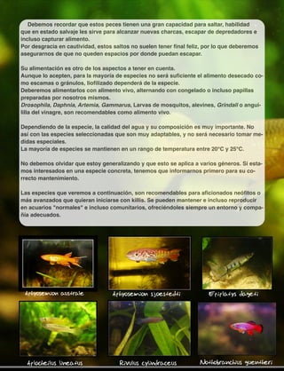 Debemos recordar que estos peces tienen una gran capacidad para saltar, habilidad
que en estado salvaje les sirve para alcanzar nuevas charcas, escapar de depredadores e
incluso capturar alimento.
Por desgracia en cautividad, estos saltos no suelen tener ﬁnal feliz, por lo que deberemos
asegurarnos de que no queden espacios por donde puedan escapar.
Su alimentación es otro de los aspectos a tener en cuenta.
Aunque lo acepten, para la mayoría de especies no será suﬁciente el alimento desecado co-
mo escamas o gránulos, lioﬁlizado dependerá de la especie.
Deberemos alimentarlos con alimento vivo, alternando con congelado o incluso papillas
preparadas por nosotros mismos.
Drosophila, Daphnia, Artemia, Gammarus, Larvas de mosquitos, alevines, Grindall o angui-
lilla del vinagre, son recomendables como alimento vivo.
Dependiendo de la especie, la calidad del agua y su composición es muy importante. No
así con las especies seleccionadas que son muy adaptables, y no será necesario tomar me-
didas especiales.
La mayoría de especies se mantienen en un rango de temperatura entre 20°C y 25°C.
No debemos olvidar que estoy generalizando y que esto se aplica a varios géneros. Si esta-
mos interesados en una especie concreta, tenemos que informarnos primero para su co-
rrecto mantenimiento.
Las especies que veremos a continuación, son recomendables para aﬁcionados neóﬁtos o
más avanzados que quieran iniciarse con killis. Se pueden mantener e incluso reproducir
en acuarios "normales" e incluso comunitarios, ofreciéndoles siempre un entorno y compa-
ñía adecuados.
Aphyosemion australe Aphyosemion sjoestedti Epiplatys dageti
Aplocheilus lineatus Rivulus cylindraceus Nothobranchius guentheri
 