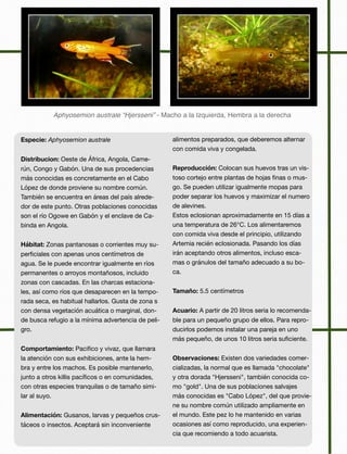 Aphyosemion australe “Hjersseni” - Macho a la Izquierda, Hembra a la derecha
Especie: Aphyosemion australe
	
Distribucion: Oeste de África, Angola, Came-
rún, Congo y Gabón. Una de sus procedencias
más conocidas es concretamente en el Cabo
López de donde proviene su nombre común.
También se encuentra en áreas del país alrede-
dor de este punto. Otras poblaciones conocidas
son el río Ogowe en Gabón y el enclave de Ca-
binda en Angola.
	 	
Hábitat: Zonas pantanosas o corrientes muy su-
perﬁciales con apenas unos centímetros de
agua. Se le puede encontrar igualmente en ríos
permanentes o arroyos montañosos, incluido
zonas con cascadas. En las charcas estaciona-
les, así como ríos que desaparecen en la tempo-
rada seca, es habitual hallarlos. Gusta de zona s
con densa vegetación acuática o marginal, don-
de busca refugio a la mínima advertencia de peli-
gro.
	
Comportamiento: Paciﬁco y vivaz, que llamara
la atención con sus exhibiciones, ante la hem-
bra y entre los machos. Es posible mantenerlo,
junto a otros killis pacíﬁcos o en comunidades,
con otras especies tranquilas o de tamaño simi-
lar al suyo.
Alimentación: Gusanos, larvas y pequeños crus-
táceos o insectos. Aceptará sin inconveniente
alimentos preparados, que deberemos alternar
con comida viva y congelada.
	
Reproducción: Colocan sus huevos tras un vis-
toso cortejo entre plantas de hojas ﬁnas o mus-
go. Se pueden utilizar igualmente mopas para
poder separar los huevos y maximizar el numero
de alevines.
Estos eclosionan aproximadamente en 15 días a
una temperatura de 26°C. Los alimentaremos
con comida viva desde el principio, utilizando
Artemia recién eclosionada. Pasando los días
irán aceptando otros alimentos, incluso esca-
mas o gránulos del tamaño adecuado a su bo-
ca.	
Tamaño: 5.5 centímetros
	
Acuario: A partir de 20 litros seria lo recomenda-
ble para un pequeño grupo de ellos. Para repro-
ducirlos podemos instalar una pareja en uno
más pequeño, de unos 10 litros seria suﬁciente.
Observaciones: Existen dos variedades comer-
cializadas, la normal que es llamada "chocolate"
y otra dorada "Hjersseni", también conocida co-
mo "gold". Una de sus poblaciones salvajes
más conocidas es "Cabo López", del que provie-
ne su nombre común utilizado ampliamente en
el mundo. Este pez lo he mantenido en varias
ocasiones así como reproducido, una experien-
cia que recomiendo a todo acuarista.
 