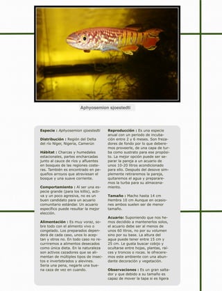 Aphyosemion sjoestedti
Especie : Aphyosemion sjoestedti
Distribución : Región del Delta
del río Níger, Nigeria, Camerún
Hábitat : Charcas y humedales
estacionales, partes encharcadas
junto al cauce de ríos y afluentes
en bosques de las regiones coste-
ras. También es encontrado en pe-
queños arroyos que atraviesan el
bosque y una suave corriente.
Comportamiento : Al ser una es-
pecie grande (para los killis), acti-
va y un poco agresiva, no es un
buen candidato para un acuario
comunitario estándar. Un acuario
específico puede resultar la mejor
elección.
Alimentación : Es muy voraz, so-
bre todo con el alimento vivo o
congelado. Los preparados depen-
derá de cada caso, unos lo acep-
tan y otros no. En todo caso no re-
curriremos a alimentos desecados
como única dieta. En la naturaleza
son activos cazadores que se ali-
mentan de múltiples tipos de insec-
tos e invertebrados y alevines.
Seria una pena, negarle una bue-
na caza de vez en cuando.
Reproducción : Es una especie
anual con un periodo de incuba-
ción entre 2 y 6 meses. Son freza-
dores de fondo por lo que debere-
mos proveerle, de una capa de tur-
ba como sustrato para ese propósi-
to. La mejor opción puede ser se-
parar la pareja a un acuario de
unos 10-20 litros acondicionado
para ello. Después del desove sim-
plemente retiraremos la pareja,
quitaremos el agua y preparare-
mos la turba para su almacena-
miento.
Tamaño : Macho hasta 14 cm
Hembra 10 cm Aunque en ocasio-
nes ambos suelen ser de menor
tamaño.
Acuario: Suponiendo que nos he-
mos decidido a mantenerlos solos,
el acuario debe ser al menos de
unos 60 litros, no por su volumen
sino por su base. La altura del
agua puede tener entre 15 cm y
25 cm. Le gusta buscar cobijo y
ocultarse entre hojas, plantas, raí-
ces y troncos o rocas. le ofrecere-
mos este ambiente con una abun-
dante decoración y vegetación.
Observaciones : Es un gran salta-
dor y que debido a su tamaño es
capaz de mover la tapa si es ligera
 