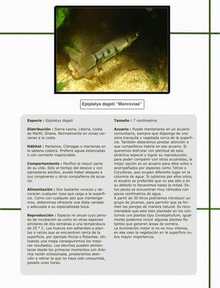 Epiplatys dageti “Monroviae”
Especie : Epiplatys dageti
Distribución : Sierra Leona, Liberia, Costa
de Marfil, Ghana. Normalmente en zonas cer-
canas a la costa.
Hábitat : Pantanos, Ciénagas o marismas en
la sabana costera. Prefiere aguas estancadas
o con corriente inapreciable.
Comportamiento : Pacifico la mayor parte
de su vida. Sólo al tiempo del desove y con
ejemplares adultos, puede haber ataques a
sus congéneres u otros compañeros de acua-
rio.
Alimentación : Son bastante voraces y de-
voraran cualquier cosa que caiga a la superfi-
cie. Como con cualquier pez que mantenga-
mos, deberemos ofrecerle una dieta variada
y adecuada a su especializada boca.
Reproducción : Especie no anual cuyo perio-
do de incubación es como en otras especies
similares de dos semanas a una temperatura
de 25 ° C. Los huevos son adheridos a plan-
tas o raíces que se encuentren cerca de la
superficie, por ejemplo Riccia o flotantes. Uti-
lizando una mopa conseguiremos los mejo-
res resultados. Los alevínes pueden alimen-
tarse desde los primeros momentos con Arte-
mia recién eclosionada, prestaremos aten-
ción a retirar la que no haya sido consumida,
pasado unas horas.
Tamaño : 7 centímetros
Acuario : Puede mantenerse en un acuario
comunitario, siempre que disponga de una
zona tranquila y vegetada cerca de la superfi-
cie. También deberemos prestar atención a
que compañeros habría en ese acuario. Si
queremos disfrutar con plenitud de esta
atractiva especie y lograr su reproducción,
para poder compartir con otros acuaristas, la
mejor opción es un acuario para ellos solos o
acompañados por especies como Tetras o
Corydoras, que ocupen diferente lugar en la
columna de agua. Si optamos por ellos solos,
el acuario es preferible que no sea alto o en
su defecto lo llenaremos hasta la mitad. Es-
tos peces se encuentran muy cómodos con
pocos centímetros de agua.
A partir de 30 litros podríamos introducir un
grupo de jóvenes, para permitir que se for-
men las parejas de manera natural. Es reco-
mendable que este bien plantado en los con-
tornos con plantas tipo Ceratophyllum, igual-
mente podemos incluir algunas plantas flo-
tantes que generen áreas de sombra.
La iluminación mejor si no es muy intensa,
en ese caso la vegetación en la superficie co-
bra mayor importancia.
 