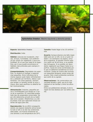 Aplocheilus lineatus - Macho izquierda y derecha pareja
Especie: Aplocheilus lineatus
Distribución: India
Hábitat: Llanuras de inundación, char-
cas, arroyos, humedales. Con preferen-
cia por zonas con vegetación y poca pro-
fundidad. Es un pez que nada en la super-
ficie, por lo que puede encontrarse en
hábitats más profundos pero siempre li-
gado a ella.
Comportamiento: Depredador de super-
ficie, no dudará en hostigar a especies
mas pequeñas. Entre individuos de la
misma especie suele haber enfrentamien-
tos y pelearán por territorio, status o por
hembras. Con otras especies, siempre
que tengan un tamaño similar al suyo o
mayor, pero sean pacíficas no debería ha-
ber inconvenientes.
Alimentación: Insectos, pequeños pe-
ces e invertebrados que atrapa en o cer-
ca de la superficie. En cautividad acepta
todo tipo de preparados comerciales. No
por ello deberemos privarle de su habili-
dad como cazador. Añadiremos a su die-
ta presas vivas que capturará incluso sa-
liendo del agua para ello.
Reproducción: No es difícil conseguirlo
siendo una especie bastante activa duran-
te todo el año si se dan las condiciones
adecuadas. Los huevos eclosionan en
una semana a una temperatura de 25°C.
Tamaño: Puede llegar a los 10 centíme-
tros
Acuario: Aunque alcanza una talla respe-
table para ser un killi, no es un gran na-
dador y se mantiene a la espera, cerca
de la superficie. El tamaño mínimo esta-
ría a partir de 30-40 litros, si es posible
tipo tortuguera. Si es posible con abun-
dante vegetación que llegue hasta la su-
perficie. Gusta de zonas sombreadas por
lo que no debemos excedernos en la ilu-
minación. Puede ser buena idea iluminar
con pequeñas lámparas varias zonas del
acuario. Esto creará ambientes sombríos
que serán de su agrado.
Observaciones : Se comercializa una
variedad dorada o gold, que es la más
habitual en las tiendas y entre los aficio-
nados.
Entre sus poblaciones salvajes, la de la
región de Goa destaca por sus bellos colo-
res.
 