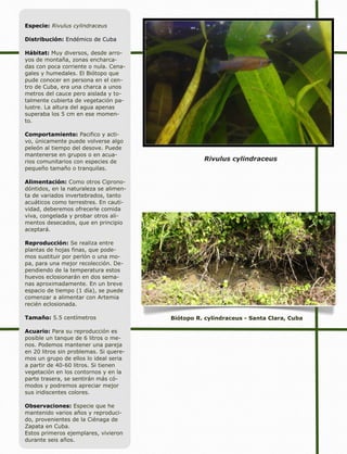 Biótopo R. cylindraceus - Santa Clara, Cuba
Especie: Rivulus cylindraceus
Distribución: Endémico de Cuba
Hábitat: Muy diversos, desde arro-
yos de montaña, zonas encharca-
das con poca corriente o nula. Cena-
gales y humedales. El Biótopo que
pude conocer en persona en el cen-
tro de Cuba, era una charca a unos
metros del cauce pero aislada y to-
talmente cubierta de vegetación pa-
lustre. La altura del agua apenas
superaba los 5 cm en ese momen-
to.
 
Comportamiento: Pacifico y acti-
vo, únicamente puede volverse algo
peleón al tiempo del desove. Puede
mantenerse en grupos o en acua-
rios comunitarios con especies de
pequeño tamaño o tranquilas.
Alimentación: Como otros Ciprono-
dóntidos, en la naturaleza se alimen-
ta de variados invertebrados, tanto
acuáticos como terrestres. En cauti-
vidad, deberemos ofrecerle comida
viva, congelada y probar otros ali-
mentos desecados, que en principio
aceptará.
Reproducción: Se realiza entre
plantas de hojas finas, que pode-
mos sustituir por perlón o una mo-
pa, para una mejor recolección. De-
pendiendo de la temperatura estos
huevos eclosionarán en dos sema-
nas aproximadamente. En un breve
espacio de tiempo (1 día), se puede
comenzar a alimentar con Artemia
recién eclosionada.
Tamaño: 5.5 centímetros
Acuario: Para su reproducción es
posible un tanque de 6 litros o me-
nos. Podemos mantener una pareja
en 20 litros sin problemas. Si quere-
mos un grupo de ellos lo ideal seria
a partir de 40-60 litros. Si tienen
vegetación en los contornos y en la
parte trasera, se sentirán más có-
modos y podremos apreciar mejor
sus iridiscentes colores.
Observaciones: Especie que he
mantenido varios años y reproduci-
do, provenientes de la Ciénaga de
Zapata en Cuba.
Estos primeros ejemplares, vivieron
durante seis años.
Rivulus cylindraceus
 