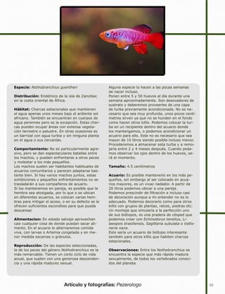 56
Especie: Nothobranchius guentheri
Distribución: Endémico de la isla de Zanzibar,
en la costa oriental de África.
Hábitat: Charcas estacionales que mantienen
el agua apenas unos meses bajo el ardiente sol
africano. También se encuentran en cuerpos de
agua perennes pero es la excepción. Estas char-
cas pueden ocupar áreas con extensa vegeta-
ción terrestre o palustre. En otras ocasiones es
un barrizal con agua turbia y sin ninguna planta
en el agua o sus cercanías.
Comportamiento: No es particularmente agre-
sivo, pero se dan espectaculares batallas entre
los machos, y pueden enfrentarse a otros peces
y molestar a los más pequeños.
Los machos suelen ser habitantes habituales de
acuarios comunitarios y parecen adaptarse bas-
tante bien. Si hay varios machos juntos, estas
exhibiciones y pequeños enfrentamientos no se
trasladarán a sus compañeros de acuario.
Si los mantenemos en pareja, es posible que la
hembra sea atosigada, por lo que o se ubican
en diferentes acuarios, se colocan varias hem-
bras para mitigar el acoso, o en su defecto se le
ofrecen suficientes escondites para que pueda
descansar.
Alimentacion: En estado salvaje aprovechan
casi cualquier cosa de donde puedan sacar ali-
mento. En el acuario le alternaremos comida
viva, con larvas o Artemia congelada y en me-
nor medida escamas o gránulos.
Reproducción: De las especies seleccionadas,
la de los peces del género Nothobranchius es la
más remarcable. Tienen un corto ciclo de vida
anual, que suplen con una generosa descenden-
cia y una rápida madurez sexual.
Alguna especie lo hacen a las pocas semanas
de nacer incluso.
Ponen entre 5 y 50 huevos al día durante una
semana aproximadamente. Son desovadores de
sustrato y deberemos proveerles de una capa
de turba previamente acondicionada. No es ne-
cesario que sea muy profunda, unos pocos centí-
metros sirven ya que no se hunden en el fondo
como hacen otros killis. Podemos colocar la tur-
ba en un recipiente dentro del acuario donde
los mantengamos, o podemos acondicionar un
acuario para ello. Este no es necesario que sea
mayor de 10 litros siendo posible incluso menor.
Procederemos a almacenar esta turba y a remo-
jarla entre 2 y 4 meses después. Cuando poda-
mos observar los ojos dentro de los huevos, se-
rá el momento.
Tamaño: 4.5 centímetros
Acuario: Es posible mantenerlo en los más pe-
queños, sin embargo al ser colocado en acua-
rios mayores, es un vivaz nadador. A partir de
20 litros podemos ubicar a una pareja.
Podemos prescindir de filtración e incluso casi
de decoración aunque a mi entender no es lo
adecuado. Podemos decorarlo como para otros
killis con grupos de plantas, raíces, piedras etc.
Un montaje que simularía a la perfección uno
de sus biótopos, es una pradera de césped que
podemos crear con Echinodorus tenellus, Li-
laeopsis brasiliensis, Sagittaria subulata o Vallis-
neria nana.
Este sería un acuario de biótopo interesante
también para otros killis que habiten charcas
estacionales.
Observaciones: Entre los Nothobranchius se
encuentra la especie que más rápido madura
sexualmente, de todos los vertebrados conoci-
dos del planeta.
Artículo y fotografías: Pezerologo
 