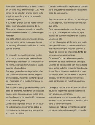 5
Pues aquí parafraseando a Berlitz Charliz
en un tema muy diferente digo ... El Ama-
zonas no es sólo tan grande como te lo
imaginas, es más grande de lo que te
puedas imaginar.
Y sí, es tan grande que es hasta compli-
cado, tener una visión general de él.
Alberga ecosistemas acuáticos tan dife-
rentes que obviamente no podemos ge-
neralizar.
Si a esto añadimos su inundación anual,
que comunica varias cuencas a través
de selvas y sábanas inundábles, su varie-
dad es enorme.
En concreto los Apistogramma, gustan
de zonas someras en pequeños ríos o
arroyos que atraviesan un Morichal o Te-
rra Firme, charcas de inundación, lagos,
lagunas y humedales.
Por regla general estos lugares les ofre-
cen cobijo de diversas formas, vegeta-
ción acuática, marginal, rastrera o palus-
tre , hojarasca en el fondo, troncos y ra-
mas caídas, etc.
Por supuesto estoy generalizando y cada
caso es diferente, habitando unos aguas
claras, otros aguas negras y todos apro-
vechan la época de inundación para colo-
nizar nuevos lugares.
Cada caso se puede emular en un acua-
rio y deberíamos informarnos sobre la
procedencia de la especie y sus gustos
en cuanto al hábitat.
Con esa información ya podemos comen-
zar a proyectar la decoración y caracterís-
ticas de ese acuario.
Pero un acuario de biótopo no es sólo pa-
ra una especie, o al menos no tiene por-
que serlo.
Es el momento de documentarse y ver
con que otras especies cohabita, que
plantas se pueden encontrar en la zona,
Moluscos, etc.
Hoy en día gracias a Internet y sus múlti-
ples posibilidades, podemos acceder a
esa información por muchos cauces, a
través de texto o de imágenes, tanto del
entorno como subacuáticas.
Otra cuestión que deberemos prestar
atención, es a los parámetros del agua.
Muchos de estos peces son muy adapta-
bles, sobre todo los provenientes de cria-
dores. Otros tienen requerimientos muy
concretos, si es una de estas la especie
elegida, tendremos que acercarnos a
esos parámetros en nuestros acuarios.
La llegada natural a un acuario de bióto-
po, suele llegar tras alguna experiencia
con acuarios geográﬁcos.
Normalmente enmarcados en algo muy
extenso como, amazónico o asiático, afri-
cano o centroamericano.
También es habitual el montaje geográﬁ-
co, de un país o de una región concreta.
 