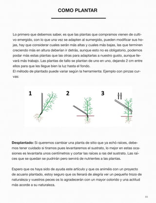 65
COMO PLANTAR
Lo primero que debemos saber, es que las plantas que compramos vienen de culti-
vo emergido, con lo que una vez se adapten al sumergido, pueden modiﬁcar sus ho-
jas, hay que considerar cuales serán más altas y cuales más bajas, las que terminen
creciendo más en altura deberían ir detrás, aunque esto no es obligatorio, podemos
podar más estas plantas que las otras para adaptarlas a nuestro gusto, aunque lle-
vará más trabajo. Las plantas de tallo se plantan de uno en uno, dejando 2 cm entre
ellos para que les llegue bien la luz hasta el fondo.
El método de plantado puede variar según la herramienta: Ejemplo con pinzas cur-
vas:
Desplantado: Si queremos cambiar una planta de sitio que ya echó raíces, debe-
mos tener cuidado si tiramos pues levantaremos el sustrato, lo mejor en estas oca-
siones es levantarla unos centímetros y cortar las raíces a ras del sustrato. Las raí-
ces que se quedan se pudrirán pero servirá de nutrientes a las plantas.
Espero que os haya sido de ayuda este artículo y que os animéis con un proyecto
de acuario plantado, estoy seguro que os llenará de alegría ver un pequeño trozo de
naturaleza y vuestros peces os lo agradecerán con un mayor colorido y una actitud
más acorde a su naturaleza.
 
