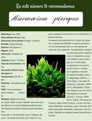 73
En este número te recomendamos
Microsorium pteropus
Diﬁcultad: Muy Fácil
Necesidades de luz: baja
Estructura de la planta: Musgo / helecho
Familia: Polypodiaceae
Género: Microsorium
Región: Asia
Ubicación: Sudeste de
Asia
Tamaño: Altura: 15-30cm
Tasa de Crecimiento: Me-
dio
Se puede cultivar fuera
del agua: Sí
Temperatura: De 18º a
30º.
Sustrato:  Se sujeta en só-
lidos
CO2:  No es necesario,
pero si buena 	 corrien-
te.
Biótopo: Asiático de diver-
sa índole, dado su gran hábitat natural se pue-
de utilizar en muchos biótopos asiáticos des-
de bosques acuáticos hasta arroyos sombrea-
dos.
Conocido en todas partes como 'Helecho de
Java', se puede encontrar que crece en una
gran variedad de entornos en su continente ori-
ginario de Asia.
La especie se encuentra en un área muy gran-
de y, aunque los hábitats en que se produce
se ven amenazados por un mal manejo de
cuencas y de captación, la explotación forestal
y la tala rasa para la agricul-
tura o el desarrollo, es po-
co probable que se extin-
gan en el corto plazo.
La especie se encuentra
de Sri Lanka a  la India
(con registros incluidos
Arunachal Pradesh, Kera-
la, Meghalaya, Sikkim, y
Tamil Nadu, y las islas de
Andaman y Nicobar; GRIN
2011), Bangladesh, Myan-
mar, Nepal, al sur de China
(Guangdong, Guangxi,
Guizhou , Yunnan; GRIN
2011), Taiwán, Provincia de
China) y Japón (Islas Ryukyu), y al sur de Indo-
china (Tailandia, Camboya, Laos, Vietnam), Ma-
lasia (incluyendo Sarawak), Indonesia y las Fili-
pinas. También se registra desde Papúa Nueva
Guinea.
 