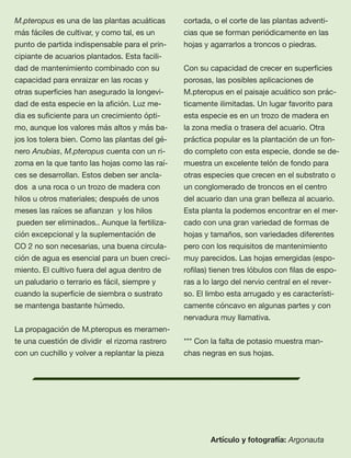 74
M.pteropus es una de las plantas acuáticas
más fáciles de cultivar, y como tal, es un
punto de partida indispensable para el prin-
cipiante de acuarios plantados. Esta facili-
dad de mantenimiento combinado con su
capacidad para enraizar en las rocas y
otras superﬁcies han asegurado la longevi-
dad de esta especie en la aﬁción. Luz me-
dia es suﬁciente para un crecimiento ópti-
mo, aunque los valores más altos y más ba-
jos los tolera bien. Como las plantas del gé-
nero Anubias, M.pteropus cuenta con un ri-
zoma en la que tanto las hojas como las raí-
ces se desarrollan. Estos deben ser ancla-
dos  a una roca o un trozo de madera con
hilos u otros materiales; después de unos
meses las raíces se aﬁanzan  y los hilos
 pueden ser eliminados.. Aunque la fertiliza-
ción excepcional y la suplementación de
CO 2 no son necesarias, una buena circula-
ción de agua es esencial para un buen creci-
miento. El cultivo fuera del agua dentro de
un paludario o terrario es fácil, siempre y
cuando la superﬁcie de siembra o sustrato
se mantenga bastante húmedo.  
 
La propagación de M.pteropus es meramen-
te una cuestión de dividir  el rizoma rastrero
con un cuchillo y volver a replantar la pieza
cortada, o el corte de las plantas adventi-
cias que se forman periódicamente en las
hojas y agarrarlos a troncos o piedras.
 
Con su capacidad de crecer en superﬁcies
porosas, las posibles aplicaciones de
M.pteropus en el paisaje acuático son prác-
ticamente ilimitadas. Un lugar favorito para
esta especie es en un trozo de madera en
la zona media o trasera del acuario. Otra
práctica popular es la plantación de un fon-
do completo con esta especie, donde se de-
muestra un excelente telón de fondo para
otras especies que crecen en el substrato o
un conglomerado de troncos en el centro
del acuario dan una gran belleza al acuario.
Esta planta la podemos encontrar en el mer-
cado con una gran variedad de formas de
hojas y tamaños, son variedades diferentes
pero con los requisitos de mantenimiento
muy parecidos. Las hojas emergidas (espo-
roﬁlas) tienen tres lóbulos con ﬁlas de espo-
ras a lo largo del nervio central en el rever-
so. El limbo esta arrugado y es característi-
camente cóncavo en algunas partes y con
nervadura muy llamativa.
*** Con la falta de potasio muestra man-
chas negras en sus hojas.
Artículo y fotografía: Argonauta
 