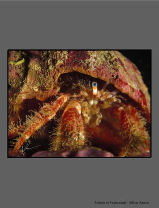 Follow in Flickr.com - @Oier Azkue
 