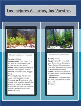 94
Los mejores Acuarios, los Vuestros
Morichal cristalino en Venezuela
Tamaño: 40 litros
Equipamiento: Filtro interior Ehe-
im, iluminación pantalla de 36w
compartida con otro acuario.
Peces: Pareja de Mikrogeophagus
ramirezi, 6 Carnegiella strigata.
Plantas: Echinodorus sp., Saggita-
ria sp.
Otros habitantes: Planorbis cor-
neus, Melanoides tuberculata.
Comentarios: El acuario no esta
situado en la posición habitual, sino
que se ve a través de un lateral.
Esto ofrece una vista muy diferente
que aporta mucha profundidad.
Envía: Pezerologo
Comunitario Sudamericano
Tamaño: 40 litros
Equipamiento: De serie, de la
casa Eheim, marca del acuario.
Peces: Pareja Mikrogeophagus
ramirezi, 8 Nannostomus beckfor-
di, 4 Corydoras trilineatus
Plantas: Microsorium pteropus,
Anubias barteri, Vallisneria nana,
Cryptocorine sp.
Comentarios: Acuario de forma
cuadrada, actualmente el único
de la casa.
Envía: Kory
 