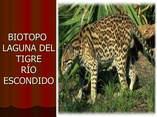 BIOTOPO
LAGUNA DEL
   TIGRE
    RÍO
ESCONDIDO
 