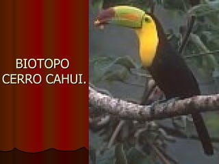 BIOTOPO
CERRO CAHUI.
 