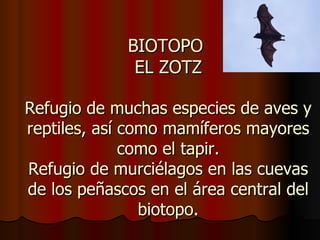 BIOTOPO
              EL ZOTZ

Refugio de muchas especies de aves y
reptiles, así como mamíferos mayores
              como el tapir.
Refugio de murciélagos en las cuevas
de los peñascos en el área central del
                biotopo.
 