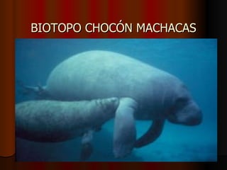 BIOTOPO CHOCÓN MACHACAS
 