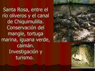 Santa Rosa, entre el
río oliveros y el canal
   de Chiquimulilla.
   Conservación del
   mangle, tortuga
marina, iguana verde,
        caimán.
    Investigación y
       turismo.
 