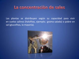 La concentraciòn de salesLas plantas se distribuyen según su capacidad para vivir en suelos salinos (halofitas, ejemplo.: grama salada) o pobre en sal (glucofitas, la mayoría).