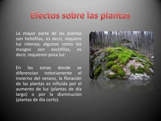 Efectos sobre las plantas	La mayor parte de las plantas son heliófilas, es decir, requiere luz intensa; algunos como los musgos son esciófilas, es decir, requieren poca luz.	En las zonas donde se diferencian notoriamente el invierno del verano, la floración de las plantas es influida por el aumento de luz (plantas de día largo) o por la disminución (plantas de día corto).