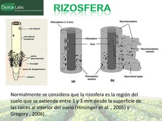 Normalmente se considera que la rizosfera es la región del
suelo que se extiende entre 1 y 3 mm desde la superficie de
las raíces al interior del suelo (Hinsinger et al. , 2005) y
Gregory , 2006) .
 