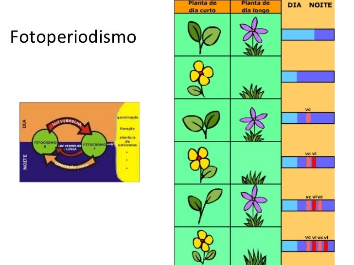 Histologia e Fisiologia Vegetal