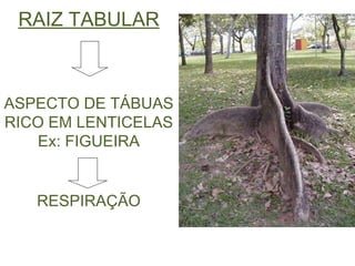 RAIZ TABULAR ASPECTO DE TÁBUAS RICO EM LENTICELAS Ex :  FIGUEIRA RESPIRAÇÃO 