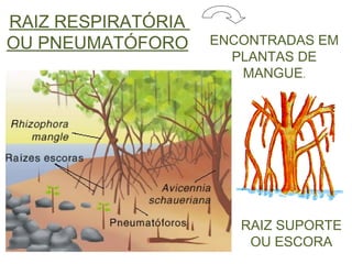 RAIZ RESPIRATÓRIA   OU PNEUMATÓFORO ENCONTRADAS EM PLANTAS DE MANGUE . RAIZ SUPORTE OU ESCORA 