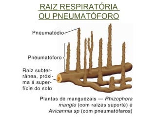 RAIZ RESPIRATÓRIA   OU PNEUMATÓFORO 
