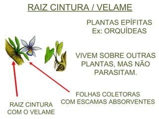 RAIZ CINTURA / VELAME PLANTAS EPÍFITAS Ex: ORQUÍDEAS VIVEM SOBRE OUTRAS PLANTAS, MAS NÃO PARASITAM. RAIZ CINTURA COM O VELAME FOLHAS   COLETORAS COM ESCAMAS ABSORVENTES 