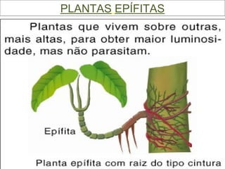PLANTAS   EPÍFITAS 