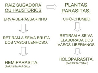 RAIZ SUGADORA OU HAUSTÓRIOS PLANTAS PARASITAS. RETIRAM A SEIVA BRUTA DOS VASOS LENHOSO. RETIRAM A SEIVA  ELABORADA DOS VASOS LIBERIANOS. ERVA-DE-PASSARINHO HEMIPARASITA. (PARASITA PARCIAL) CIPÓ-CHUMBO HOLOPARASITA. (PARASITA TOTAL) 
