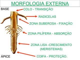 MORFOLOGIA EXTERNA ÁPICE BASE COIFA - PROTEÇÃO. ZONA LISA -CRESCIMENTO (MERISTEMAS) ZONA PILÍFERA - ABSORÇÃO ZONA SUBEROSA - FIXAÇÃO RADICELAS COLO - TRANSIÇÃO 