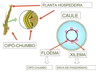 CIPÓ-CHUMBO PLANTA HOSPEDEIRA CAULE  FLOEMA XILEMA CIPÓ-CHUMBO ERVA-DE-PASSARINHO 