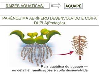 RAÍZES AQUÁTICAS  PARÊNQUIMA AERÍFERO DESENVOLVIDO E COIFA DUPLA(Proteção) AGUAPÉ 