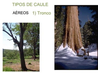 TIPOS DE CAULE AÉREOS 1) Tronco 