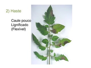 2) Haste Caule pouco Lignificado (Flexível) 